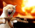 /album/photogallery/a1402738-cat-machine-gun-cat-jpg/